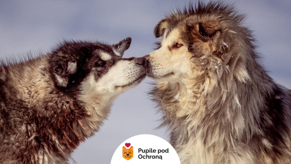 Dwa psy rasy alaskan malamute stoją blisko siebie, dotykając się nosami. Po lewej stronie pies o czarno-białym futrze, po prawej pies o jasnobrązowym umaszczeniu. W tle jasne, zimowe niebo.