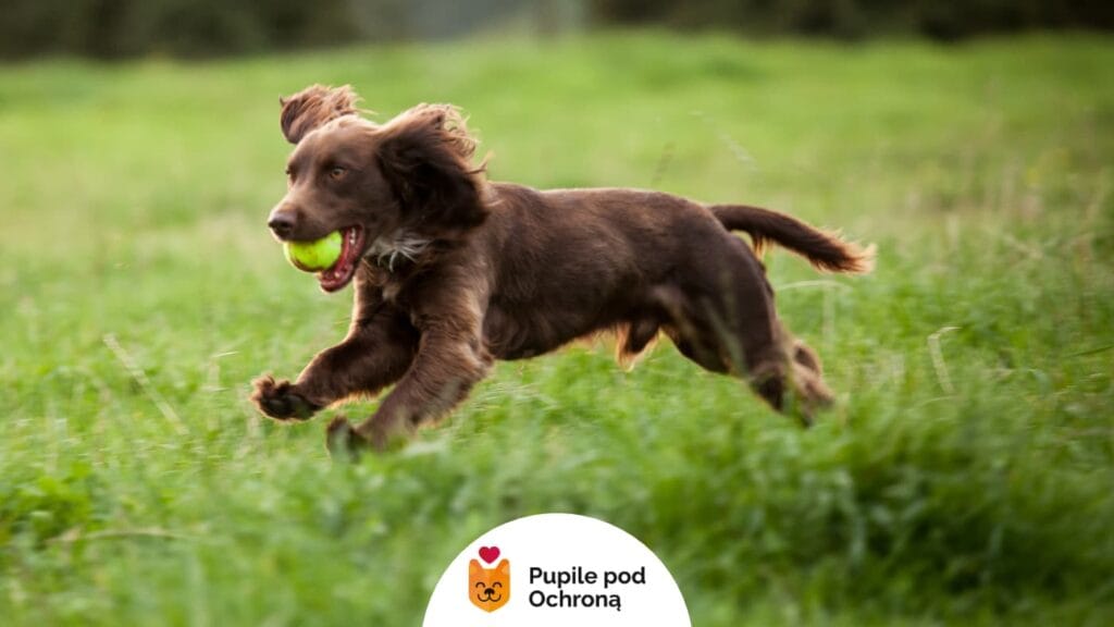 Brązowy field spaniel w pełnym biegu na zielonej trawie. Trzyma w pysku piłkę tenisową, a jego uszy powiewają w ruchu.