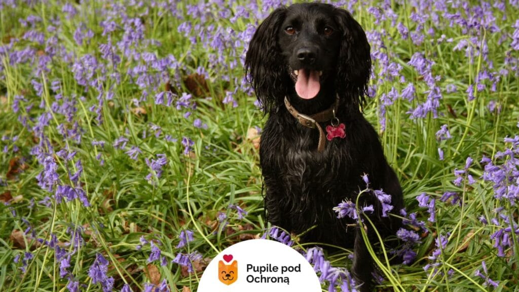 Czarny field spaniel siedzi wśród fioletowych kwiatów, patrząc prosto w obiektyw. Jego język jest wysunięty, a na szyi ma obrożę z zawieszką.