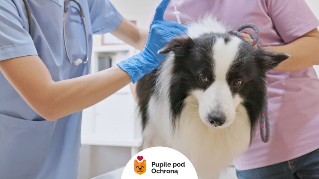 pies w typie rasy border collie jest u weterynarza i dostaje zastrzyk
