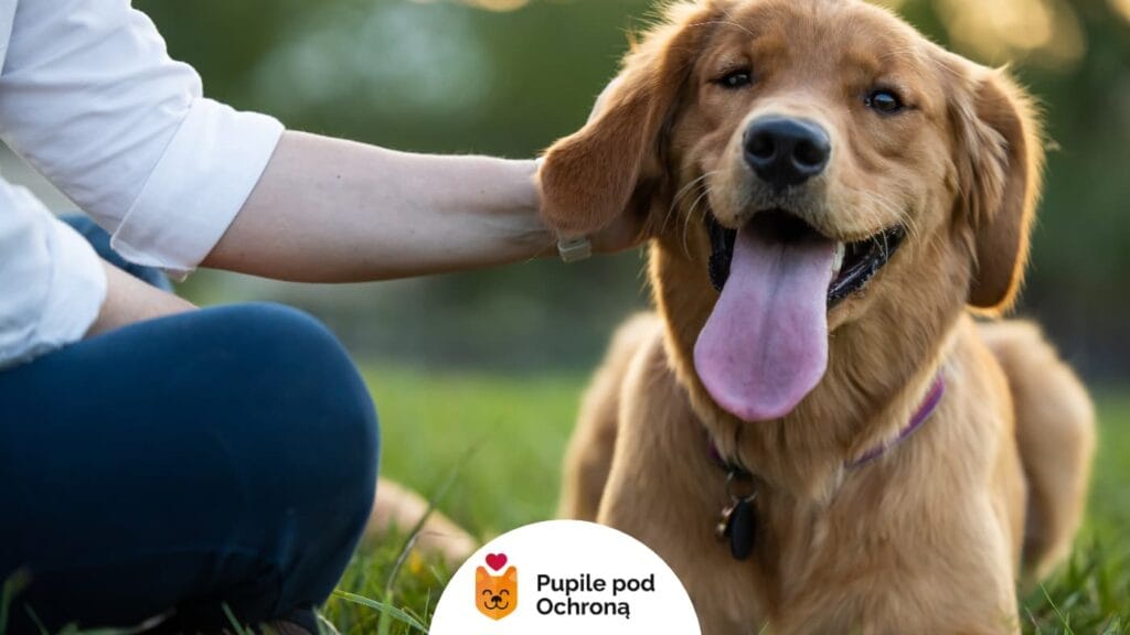 Radosny golden retriever o złotym futrze siedzi na trawie z szeroko otwartym pyskiem i wystawionym językiem. Obok niego widoczna jest ręka osoby głaszczącej psa.