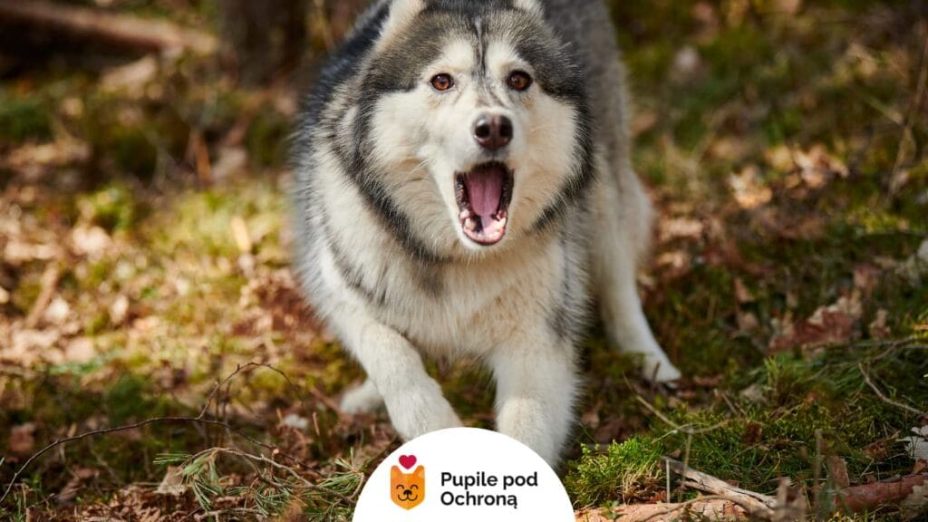 Husky o szaro-białym futrze stoi na leśnym podłożu, szczekając lub warcząc. W tle widać mech i suche liście. Kynofobia.