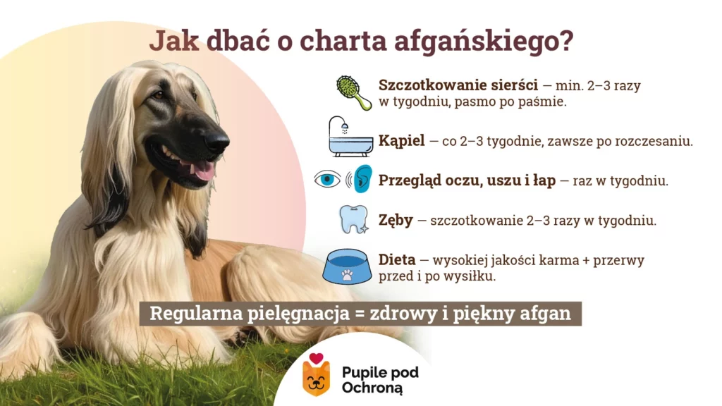 Infografika opisująca w jaki sposób dbać o charta afgańskiego. Schemat podkreśla wagę regularnej pielęgnacji
