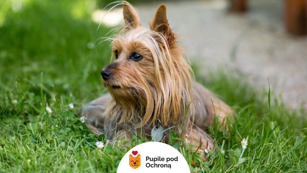 Australian silky terrier leży na zielonej trawie, spoglądając spokojnie w dal, otoczony naturalnym otoczeniem.