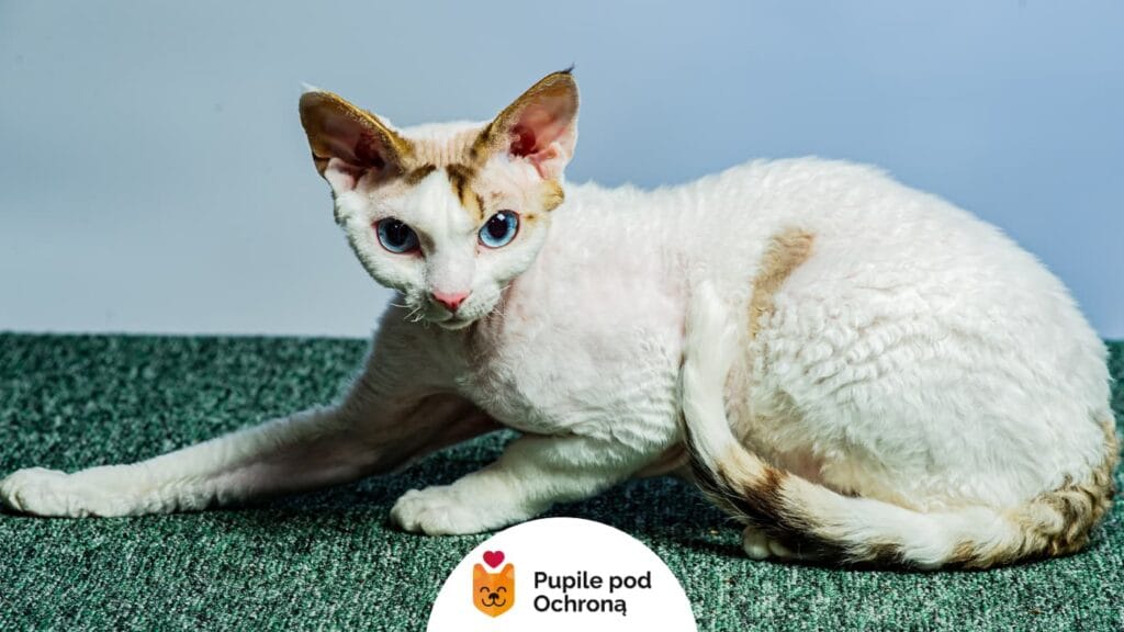 Kot rasy Devon Rex o białym umaszczeniu z brązowymi plamami leży na zielonym dywanie, spoglądając w obiektyw.