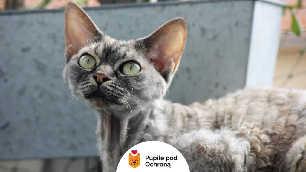 Kot rasy Devon Rex o pręgowanym umaszczeniu z jasnymi i ciemnymi odcieniami patrzy w dal, na tle szarej ściany.