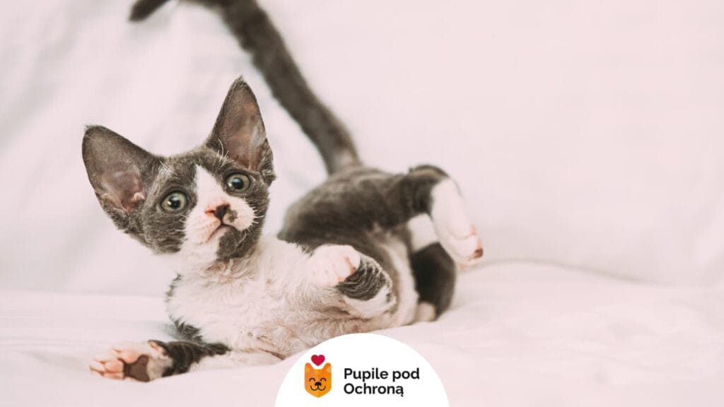 Młody kotek rasy Devon Rex o krótkiej, kręconej sierści leży na białym tle w pozycji relaksacyjnej, z uniesioną łapką.