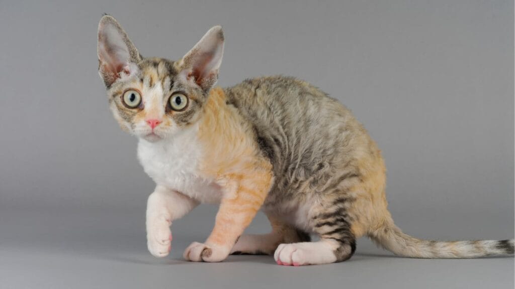 Kot rasy Devon Rex o biało-pręgowanym umaszczeniu z rudymi akcentami siedzi na szarym tle, spoglądając w obiektyw.