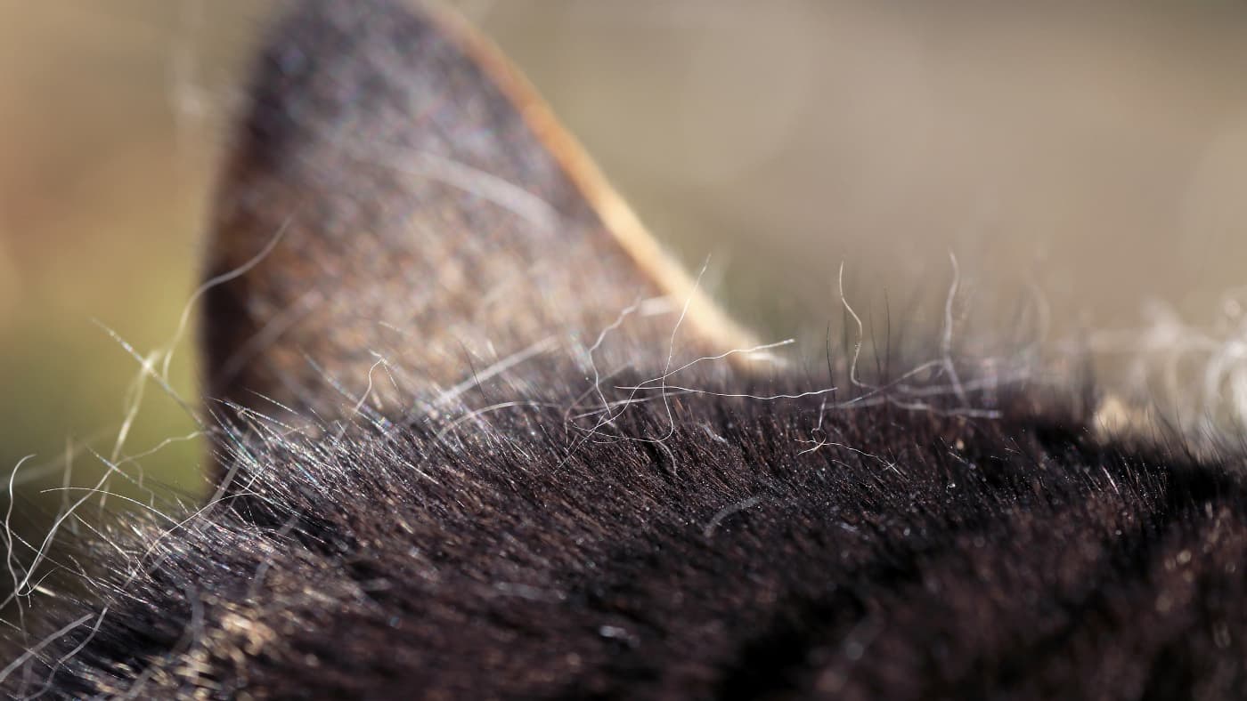 Zbliżenie na ucho kota i fragment ciemnego futra, z widocznymi detalami sierści w naturalnym świetle.