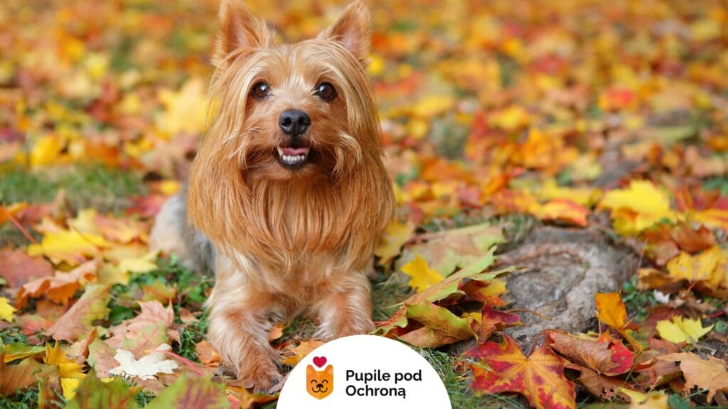 Australian silky terrier pozuje wśród kolorowych jesiennych liści, patrząc radośnie w obiektyw.