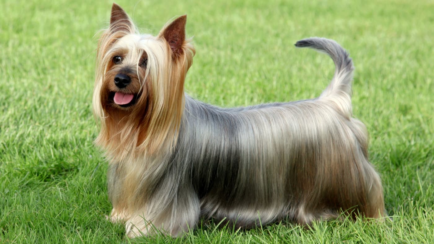 Yorkshire Terrier z długą, jedwabistą sierścią stoi na tle zielonej trawy, patrząc z uśmiechem w obiektyw.