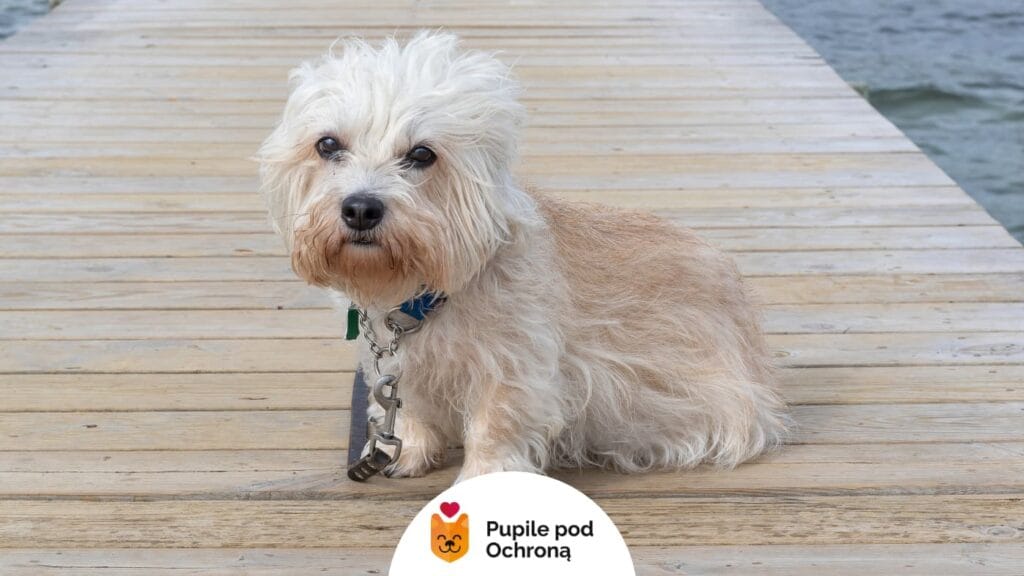 Dandie Dinmont Terrier siedzący na drewnianym pomoście nad wodą, z lekko rozwianą jasną sierścią.