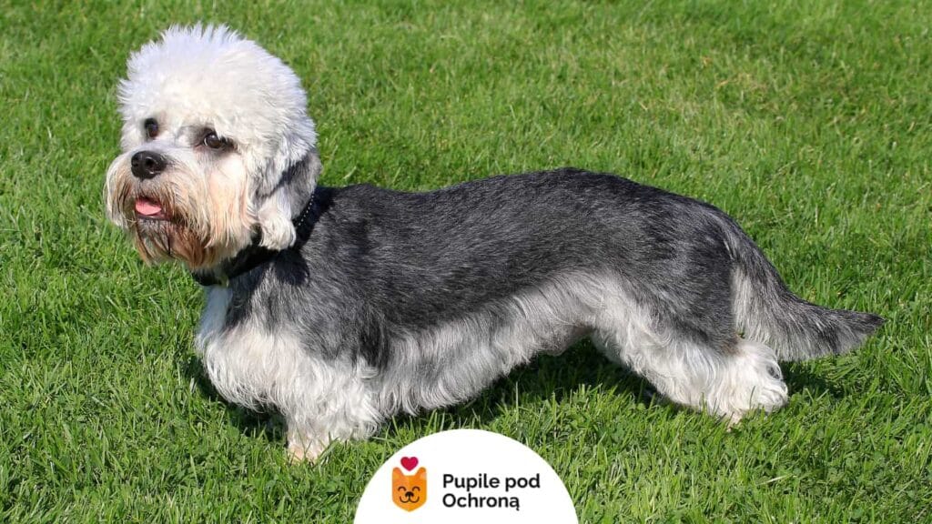 Dandie Dinmont Terrier stojący na zielonej trawie, z charakterystyczną białą grzywką i długim tułowiem.
