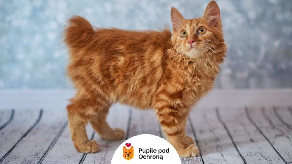 Rudy kot rasy amerykański bobtail o krótkim ogonie stojący na drewnianej podłodze i patrzy w górę.