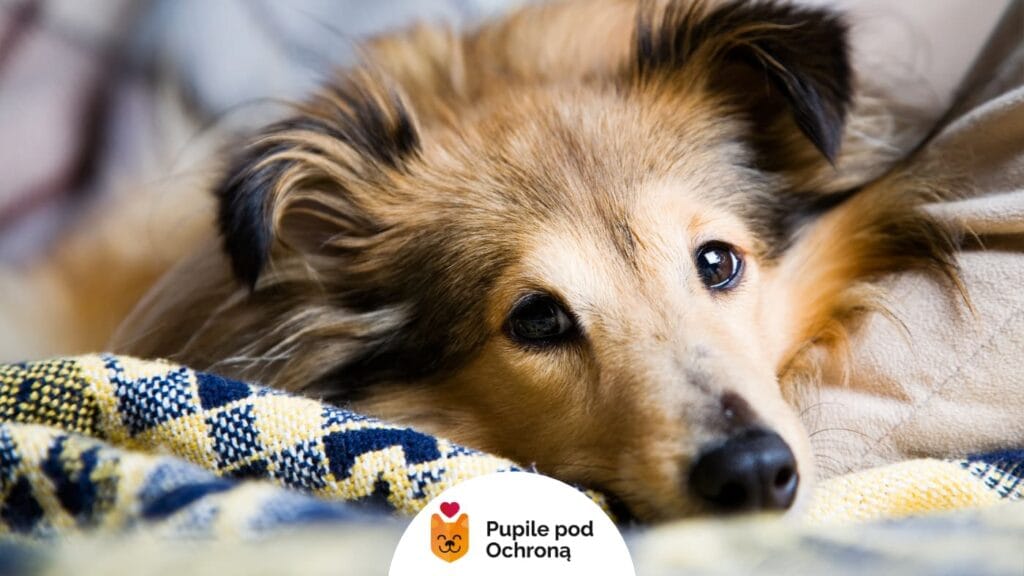 Sheltie leżący na kocu, patrzący smutno w kamerę.