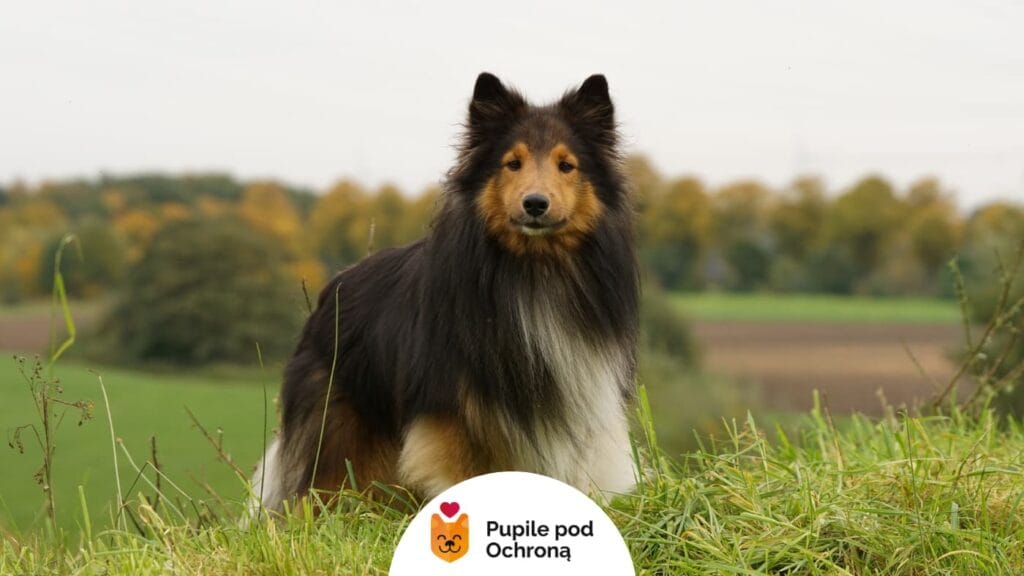 Sheltie stojący na wzgórzu z zieloną trawą, patrzący w dal.