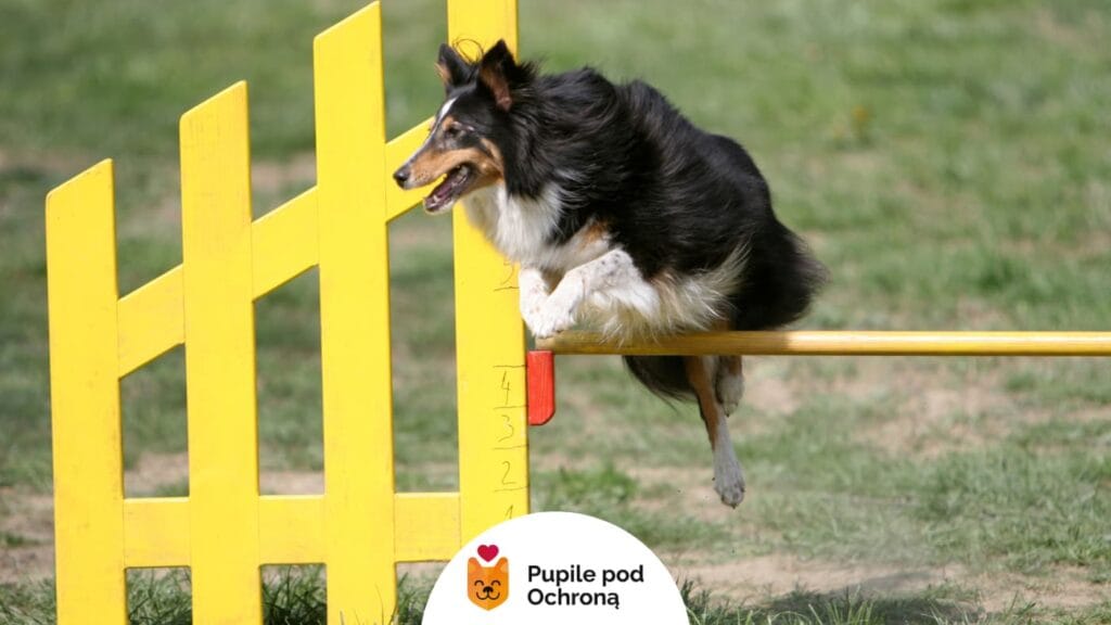 Sheltie skaczący przez przeszkodę agility na torze.