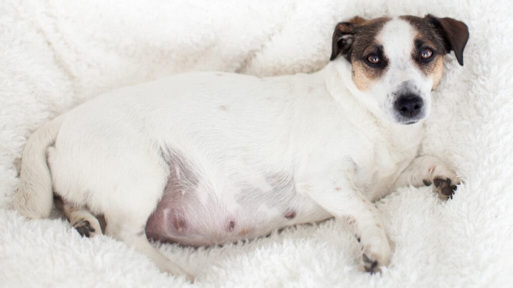 Ciężarna suka rasy Jack Russell Terrier leżąca na białym, puszystym kocu, patrząca spokojnym wzrokiem.