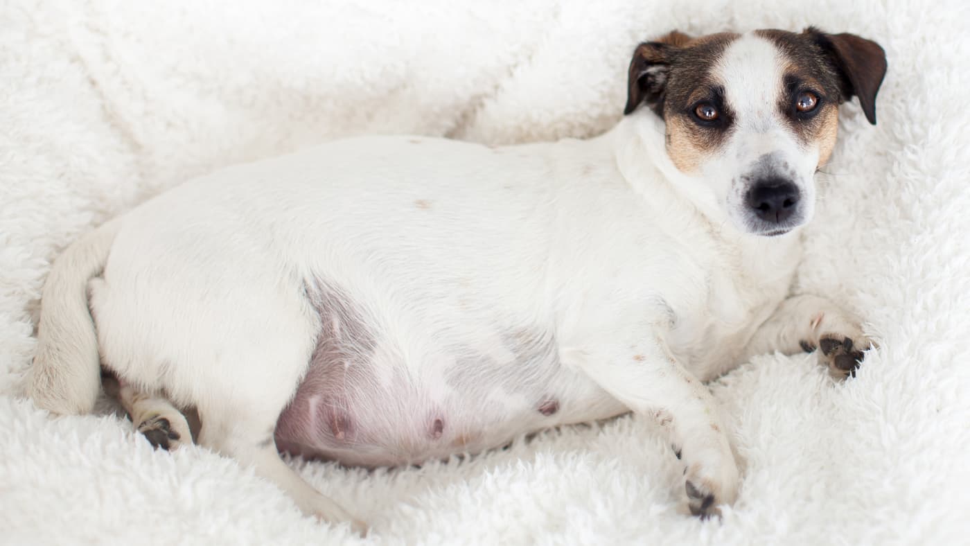 Ciężarna suka rasy Jack Russell Terrier leżąca na białym, puszystym kocu, patrząca spokojnym wzrokiem.
