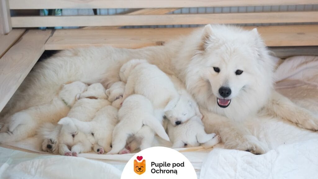 Suka rasy Samojed leżąca w drewnianym legowisku z nowo narodzonymi, białymi szczeniętami, otaczając je opiekuńczo.
