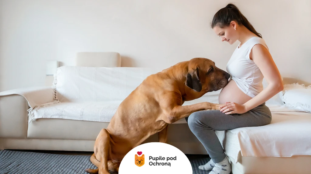Kobieta w ciąży siedzi na łóżku w domowym wnętrzu, ubrana w białą koszulkę i szare spodnie. Duży, brązowy pies opiera swoje przednie łapy na jej kolanach i delikatnie dotyka nosem jej brzucha. Kobieta patrzy na psa z czułością. Scena emanuje spokojem i bliskością między zwierzęciem a opiekunką. Na dole obrazu znajduje się logo z napisem 'Pupile pod Ochroną'.