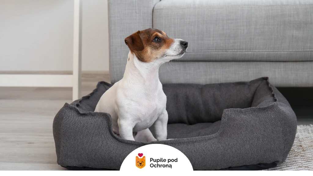 Pies rasy Jack Russell Terrier siedzi na swoim legowisku po tresurze, która miała za zadanie oduczyć go spania na łóżku właścicieli, na rzecz spania w legowisku.