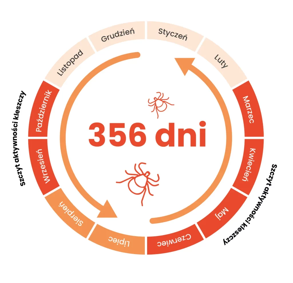 Aktywność kleszczy infografika