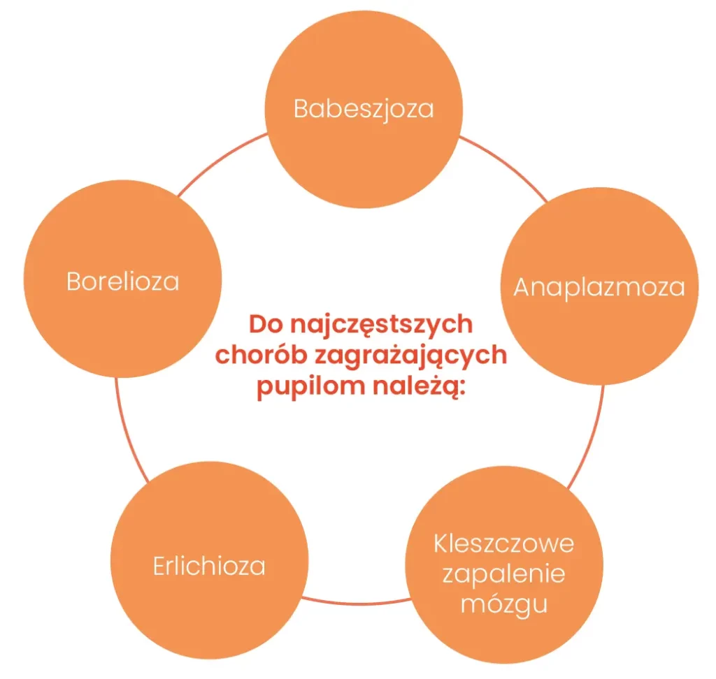 Infografika z najczęstszymi chorobami pupili