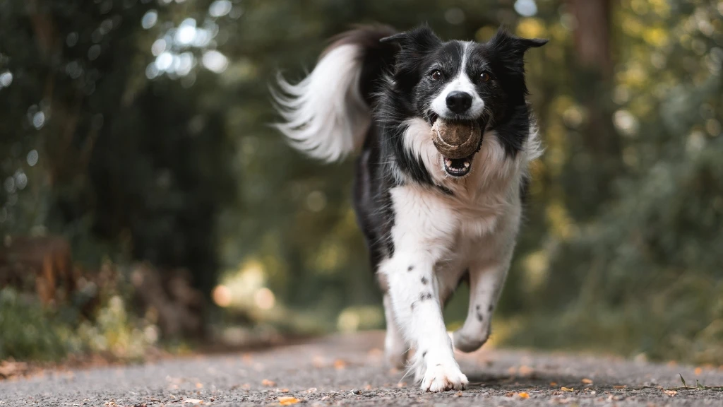 Czarno-biały pies rasy border collie biegnie wprost na widza po szutrowej ścieżce, trzymając w pysku piłkę tenisową. Pies ma długą, gęstą sierść, z przewagą czerni na grzbiecie i bokach oraz bieli na pysku, klatce piersiowej i łapach. Jego uszy są częściowo oklapnięte, a ogon uniesiony i lekko zakręcony, co sugeruje radość i energię. W pysku trzyma żółto-zieloną piłkę tenisową. Ścieżka jest szara i pokryta drobnymi kamykami. Tło jest rozmyte i przedstawia zielone drzewa i krzewy, co wskazuje na parkową lub leśną scenerię. Światło jest naturalne, prawdopodobnie dzienne, oświetlające psa i otoczenie. Pies jest w ruchu, a jego postawa sugeruje zabawę i entuzjazm. Jego wzrok jest skierowany w stronę fotografa. Cała scena emanuje radością i aktywnością.