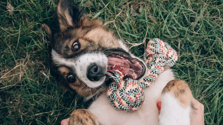 Młody, tricolorowy pies rasy border collie leży na grzbiecie na zielonej trawie i bawi się kolorową zabawką ze sznurka. Pies ma białe umaszczenie na brzuchu, łapach i częściowo na pysku, z brązowymi i czarnymi łatami na grzbiecie i głowie. Jego uszy są częściowo oklapnięte, a oczy szeroko otwarte, skierowane w górę z wyrazem podekscytowania i radości. W pysku trzyma mocno sznurkową zabawkę, która ma splecione ze sobą nitki w kolorach czerwonym, niebieskim, żółtym i czarnym. Zabawka jest częściowo trzymana przez ludzkie ręce, widoczne w dolnej części kadru. Trawa jest gęsta i zielona, z widocznymi pojedynczymi źdźbłami. Światło jest naturalne, prawdopodobnie dzienne, oświetlające psa i otoczenie. Cała scena emanuje energią i zabawą, typową dla szczenięcej radości podczas interakcji z człowiekiem i zabawką na świeżym powietrzu. Pies wydaje się być wesoły i zaangażowany w zabawę.