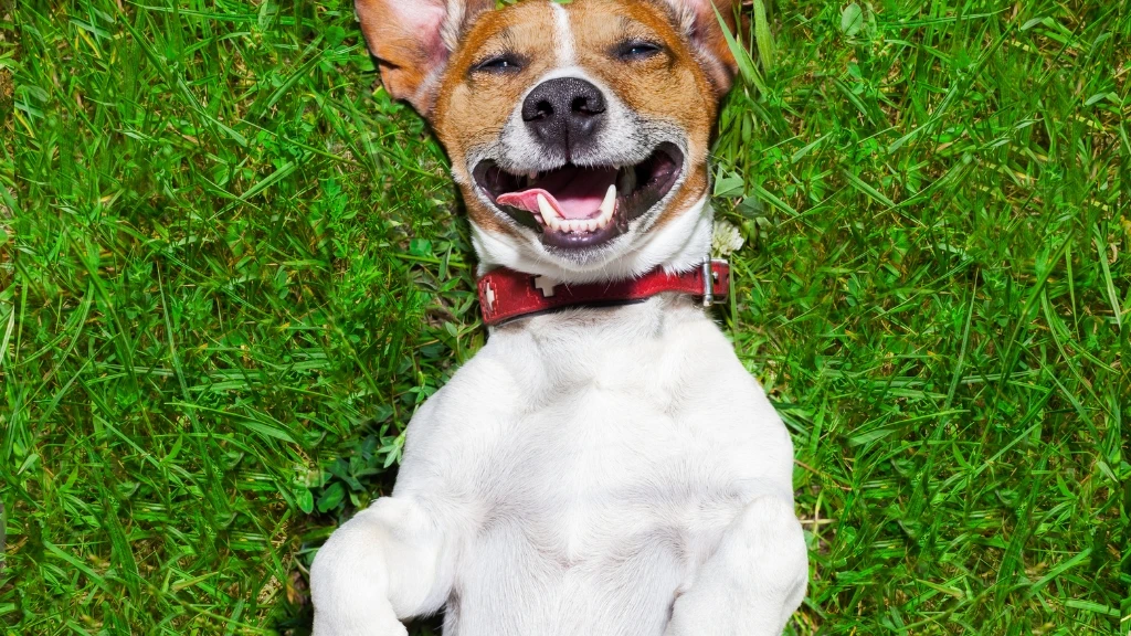 Szczęśliwy pies rasy Jack Russell Terrier leży na plecach na zielonej trawie. Pies ma białe umaszczenie z brązowymi łatami na głowie i uszach. Jego oczy są zamknięte, a pysk szeroko otwarty z wystawionym różowym językiem, co sugeruje radość i relaks. Pies ma na sobie czerwoną obrożę. Trawa jest bujna i zielona, wypełniająca całe tło. Światło jest jasne, prawdopodobnie słoneczne, oświetlające psa i trawę. Pies leży centralnie w kadrze, z łapami skierowanymi do góry. Jego pozycja i wyraz pyska emanują beztroską i zadowoleniem. Uszy psa są częściowo oklapnięte. Cała scena jest radosna i pełna pozytywnej energii.
