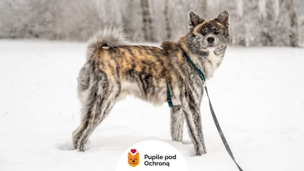 Cztery puchate szczeniaki rasy akita siedzące obok siebie na leśnej ścieżce, wszystkie z uśmiechniętymi pyszczkami i różnokolorowymi obrożami.