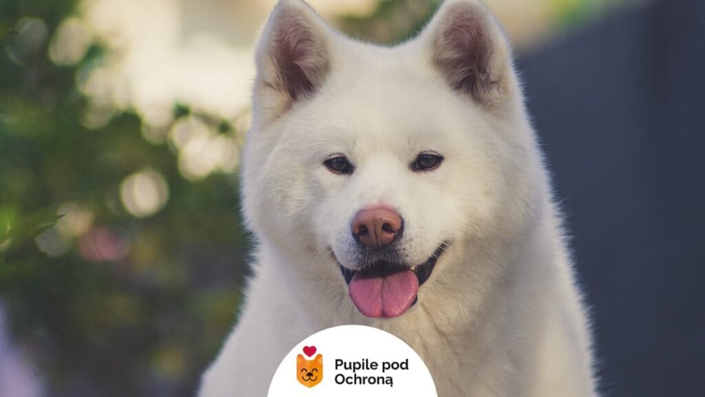 Biała akita inu z różowym nosem i uśmiechniętym pyskiem, patrząca bezpośrednio w kamerę na tle zieleni.