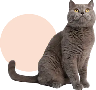 Kot brytyjski