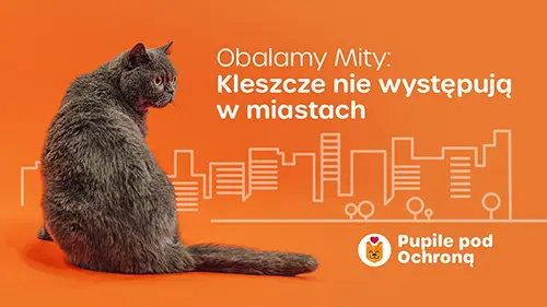 Obalamy mity o pasożytach. Baner z kotem.