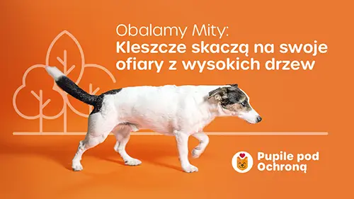 Obalamy mity o pasożytach