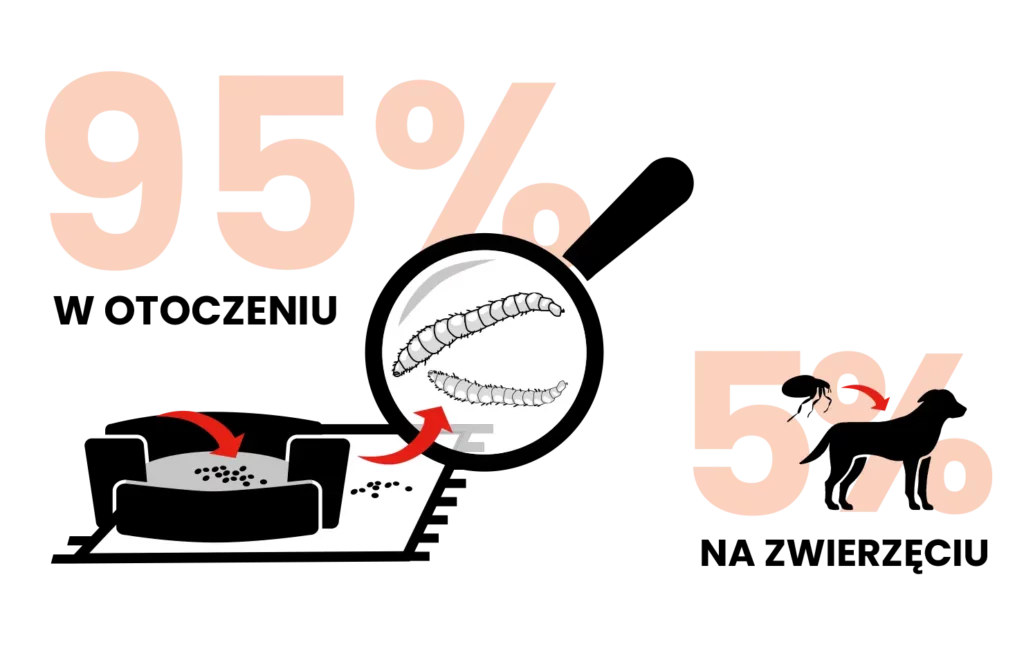 Infografika procentowo opisująca ilość pasożytów