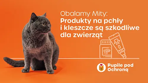 Baner z kotem