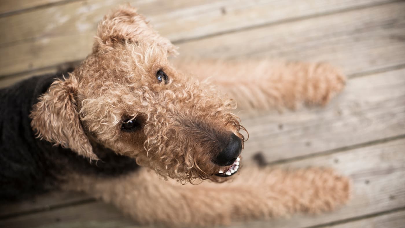 Airedale terrier z kręconą sierścią siedzi na drewnianym tarasie i patrzy w górę z przyjaznym wyrazem pyska.