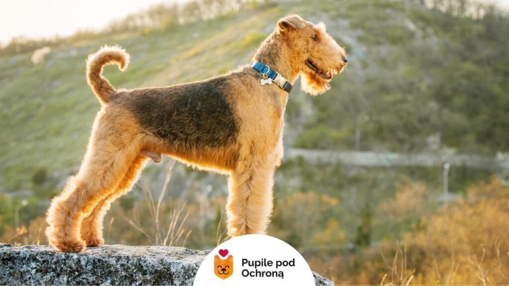 Airedale terrier stoi na dużym kamieniu z krajobrazem wzgórz w tle, oświetlony złotym światłem zachodzącego słońca.