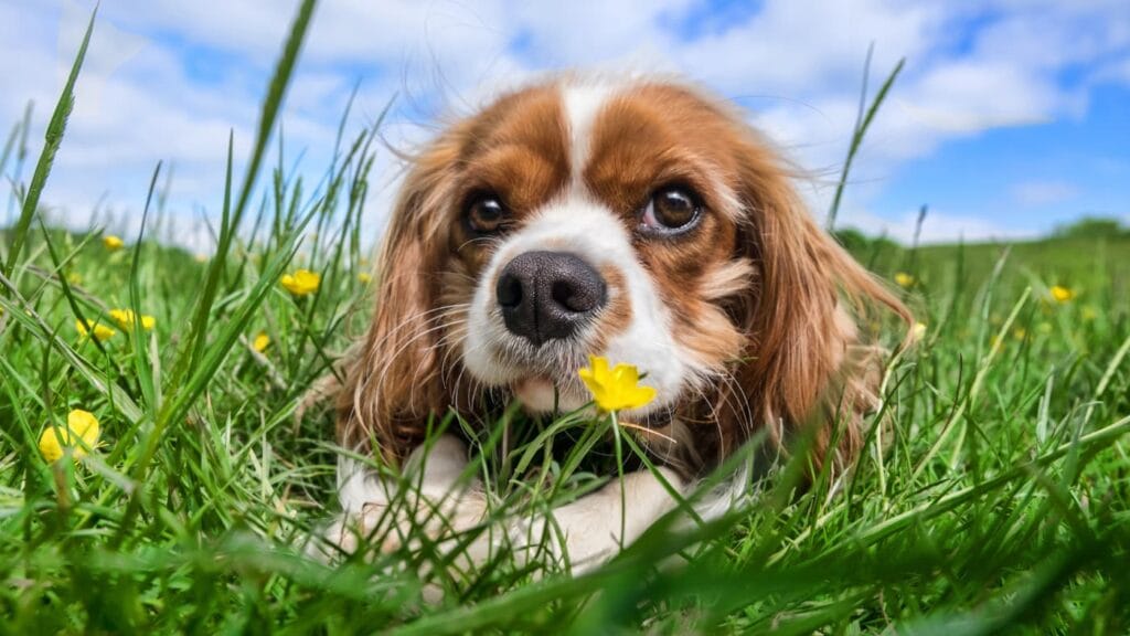 Pies rasy cavalier king charles spaniel leży w trawie, obok żółtego kwiatka, z niebem w tle.