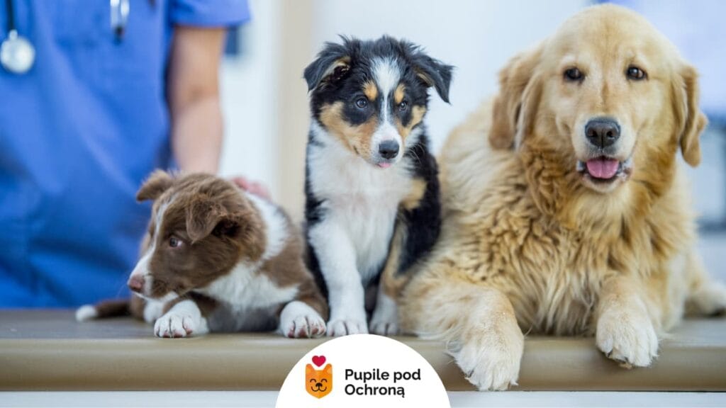Trzy psy siedzące na stole weterynaryjnym — szczeniaki rasy border collie oraz dorosły golden retriever.