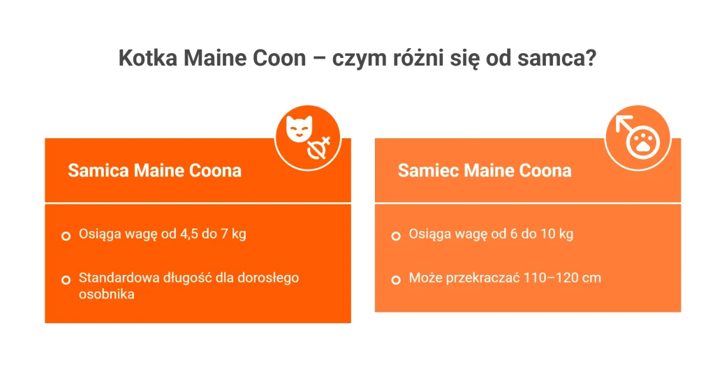 Infografika: kotka Maine Coon i samiec – porównanie wagi i długości ciała. Grafika w formie czytelnej tabeli prezentuje, czym kotka Maine Coon różni się od samca pod względem gabarytów. Zestawienie informuje, że samica osiąga wagę od 4,5 do 7 kg, natomiast samiec waży od 6 do 10 kg. Dodatkowo wskazano, że długość ciała dorosłego samca może przekraczać 110–120 cm.