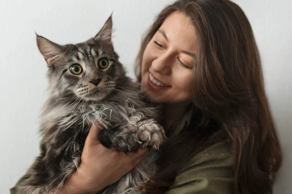 Uśmiechnięta kobieta trzyma w ramionach dużego, szarego kota. Uroczy kot Maine Coon to świetny domowy towarzysz. Fotografia przedstawia radosną kobietę, która trzyma na rękach dużego, szarego kota o gęstym futrze. Ten imponujący kot Maine Coon z bystrym spojrzeniem doskonale ilustruje, jak bliska i przyjazna więź może łączyć człowieka z przedstawicielem tej łagodnej rasy.