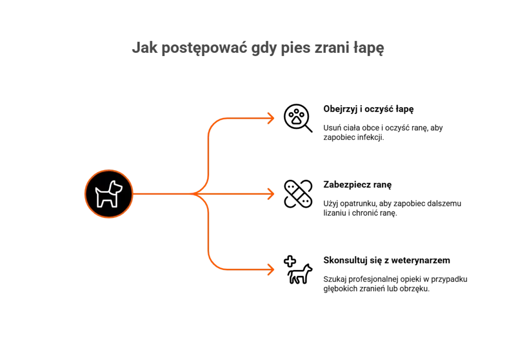 Infografika: Jak postępować, gdy pies liże łapy z powodu zranienia
