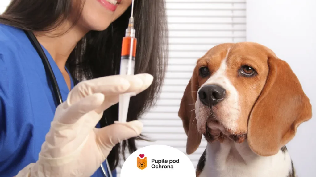 Lekarz weterynarii wykonuje szczepienie psa rasy beagle w gabinecie zabiegowym.
