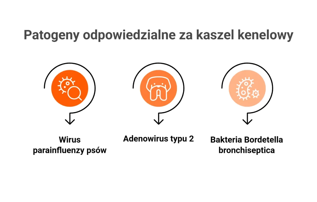 Przyczyny kaszlu kenelowego – wirusy i bakterie