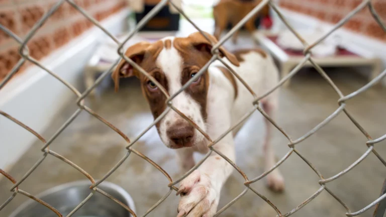 Brązowo-biały pies za kratami. Odpowiedzialna adopcja psa ze schroniska to szansa na nowe życie zwierzęcia.