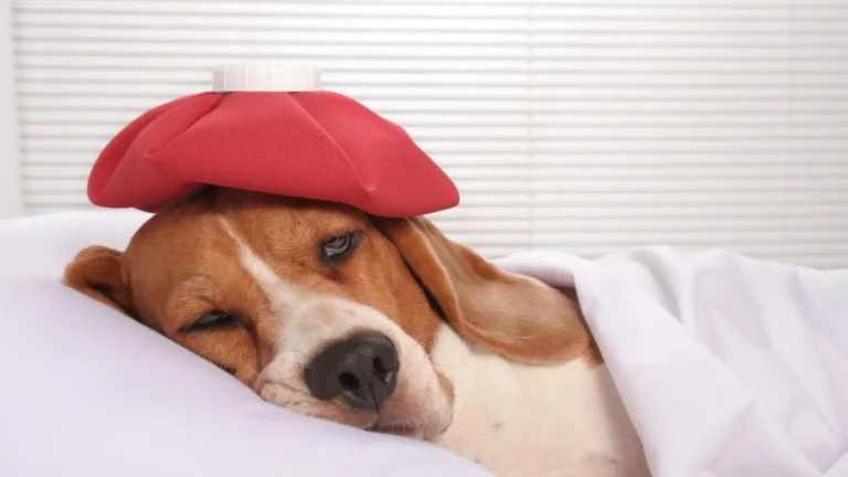 Smutny pies rasy beagle z czerwonym termoforem na głowie – anemia u psa