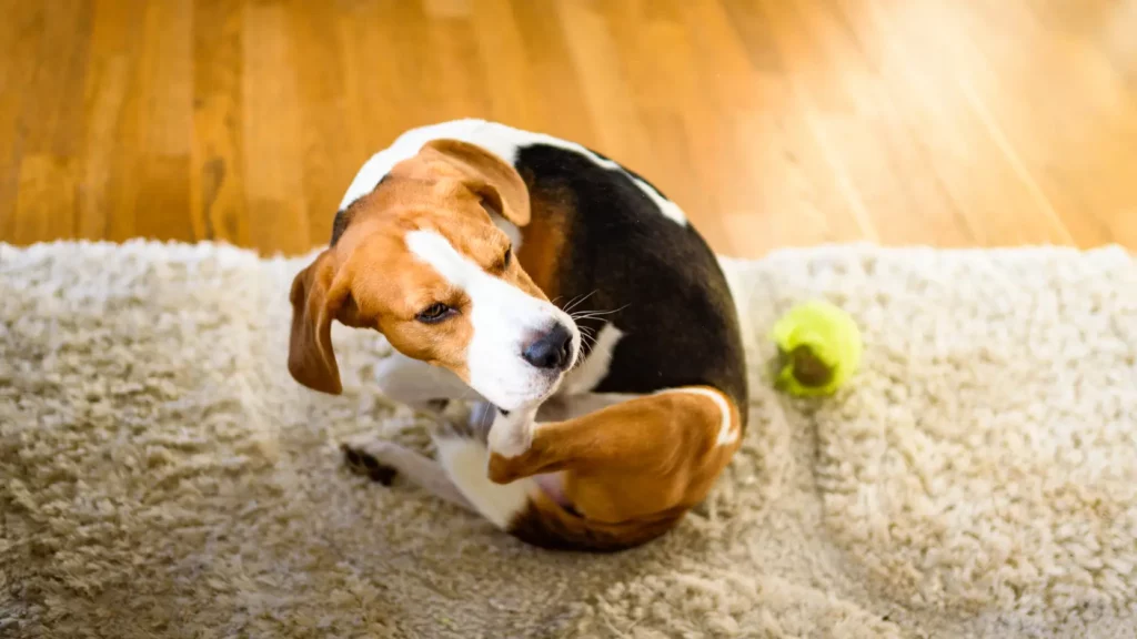 Pies rasy beagle intensywnie drapie się po boku, co sugeruje pchły u psa i wywołuje nagły dyskomfort.